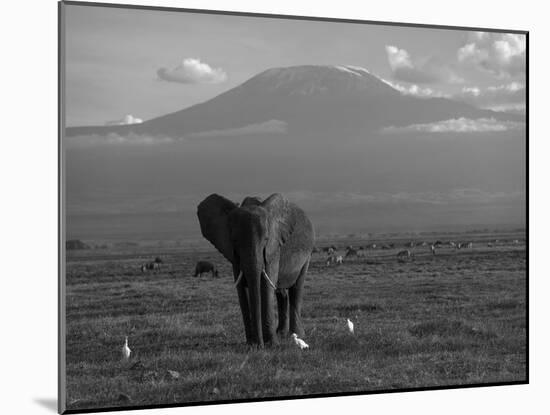 Elephant, Mt. Kilimanjaro, Masai Mara National Park, Kenya-Peter Adams-Mounted Photographic Print