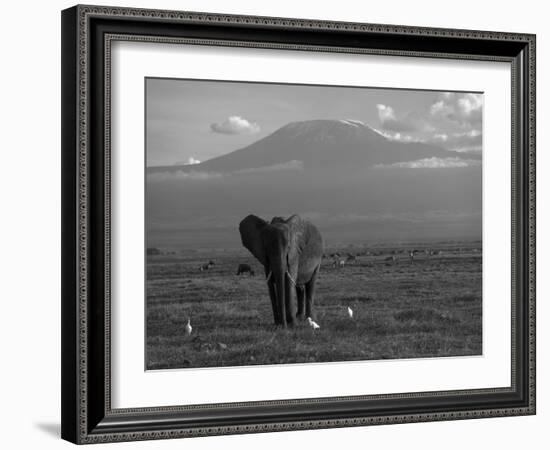 Elephant, Mt. Kilimanjaro, Masai Mara National Park, Kenya-Peter Adams-Framed Photographic Print