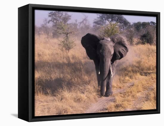 Elephant, Okavango Delta, Botswana-Gavriel Jecan-Framed Premier Image Canvas