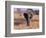 Elephant, Okavango Delta, Botswana-Gavriel Jecan-Framed Photographic Print