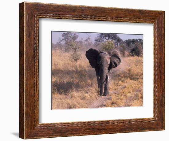 Elephant, Okavango Delta, Botswana-Gavriel Jecan-Framed Photographic Print