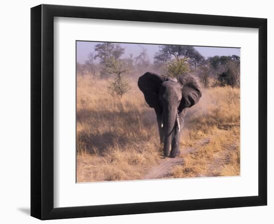 Elephant, Okavango Delta, Botswana-Gavriel Jecan-Framed Photographic Print