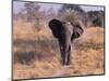 Elephant, Okavango Delta, Botswana-Gavriel Jecan-Mounted Photographic Print