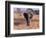 Elephant, Okavango Delta, Botswana-Gavriel Jecan-Framed Photographic Print