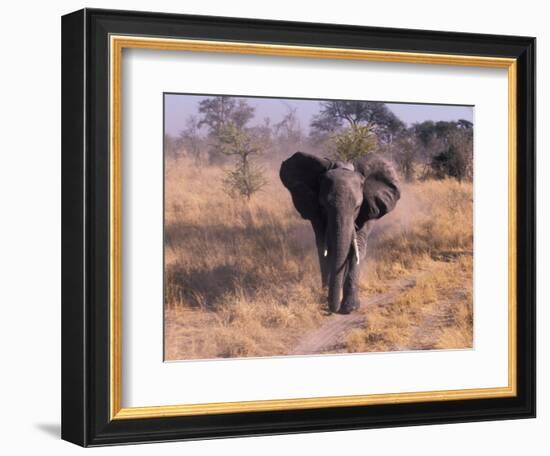 Elephant, Okavango Delta, Botswana-Gavriel Jecan-Framed Photographic Print