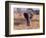 Elephant, Okavango Delta, Botswana-Gavriel Jecan-Framed Photographic Print