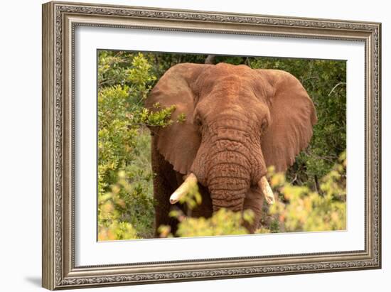 Elephant on Alert-Kathy Mansfield-Framed Art Print