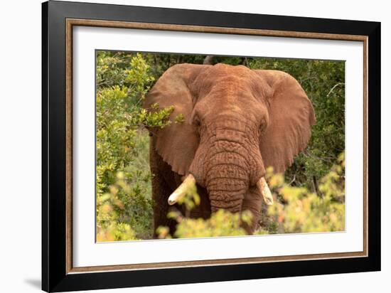Elephant on Alert-Kathy Mansfield-Framed Art Print
