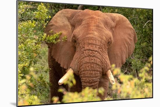 Elephant on Alert-Kathy Mansfield-Mounted Art Print