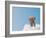 Elephant On Cloud In Sky, Outdoor-Aaron Amat-Framed Photographic Print