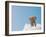 Elephant On Cloud In Sky, Outdoor-Aaron Amat-Framed Photographic Print