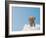Elephant On Cloud In Sky, Outdoor-Aaron Amat-Framed Photographic Print