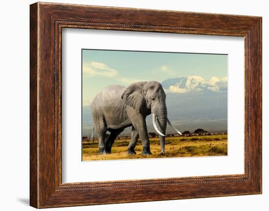 Elephant on Kilimajaro Mount Background in National Park of Kenya, Africa-Volodymyr Burdiak-Framed Photographic Print