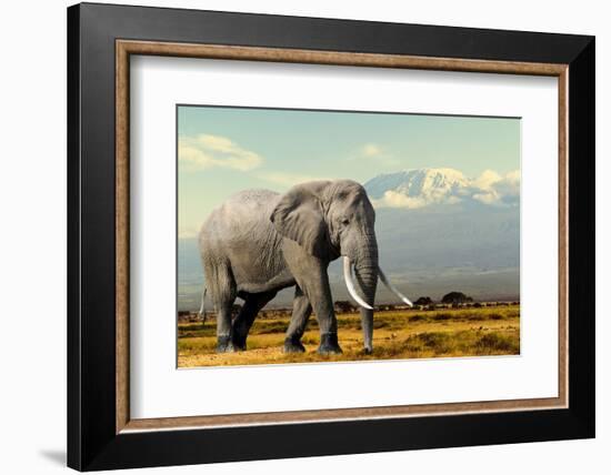 Elephant on Kilimajaro Mount Background in National Park of Kenya, Africa-Volodymyr Burdiak-Framed Photographic Print