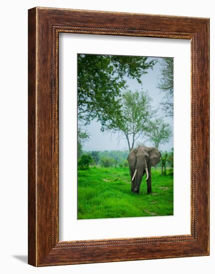 Elephant on Safari, Mizumi Safari Park, Tanzania, East Africa, Africa-Laura Grier-Framed Photographic Print