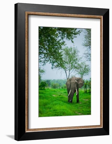 Elephant on Safari, Mizumi Safari Park, Tanzania, East Africa, Africa-Laura Grier-Framed Photographic Print