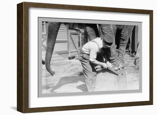 Elephant Pedicure-null-Framed Premium Giclee Print