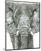 Elephant Portrait-Lucy Francis-Mounted Art Print