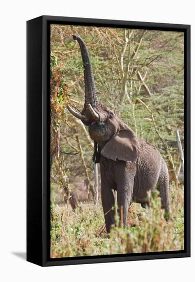 Elephant Reach-Howard Ruby-Framed Premier Image Canvas