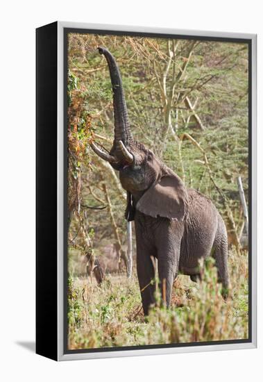 Elephant Reach-Howard Ruby-Framed Premier Image Canvas