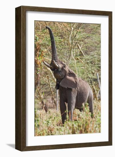 Elephant Reach-Howard Ruby-Framed Photographic Print