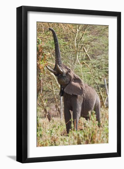 Elephant Reach-Howard Ruby-Framed Photographic Print