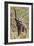 Elephant Reach-Howard Ruby-Framed Photographic Print