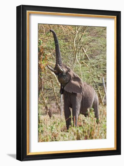 Elephant Reach-Howard Ruby-Framed Photographic Print