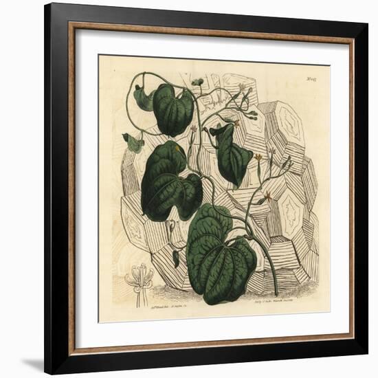 Elephant's Foot, Dioscorea Elephantipes (Female Cape Bryony, Tamus Elephantipes Faemina)-Sydenham Teast Edwards-Framed Giclee Print