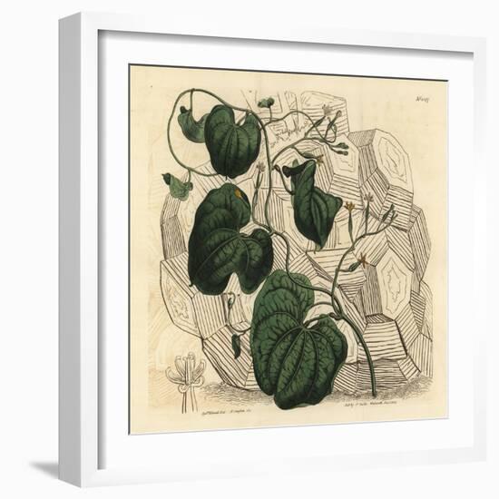 Elephant's Foot, Dioscorea Elephantipes (Female Cape Bryony, Tamus Elephantipes Faemina)-Sydenham Teast Edwards-Framed Giclee Print