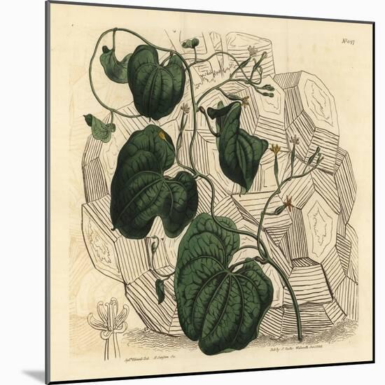 Elephant's Foot, Dioscorea Elephantipes (Female Cape Bryony, Tamus Elephantipes Faemina)-Sydenham Teast Edwards-Mounted Giclee Print