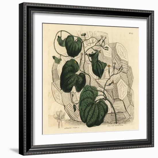 Elephant's Foot, Dioscorea Elephantipes (Female Cape Bryony, Tamus Elephantipes Faemina)-Sydenham Teast Edwards-Framed Giclee Print