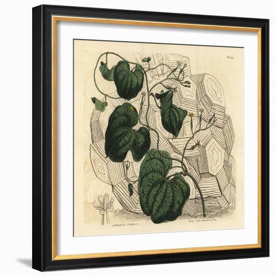 Elephant's Foot, Dioscorea Elephantipes (Female Cape Bryony, Tamus Elephantipes Faemina)-Sydenham Teast Edwards-Framed Giclee Print