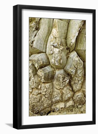 Elephant's Foot (Dioscorea Elephantipes)-Bob Gibbons-Framed Photographic Print