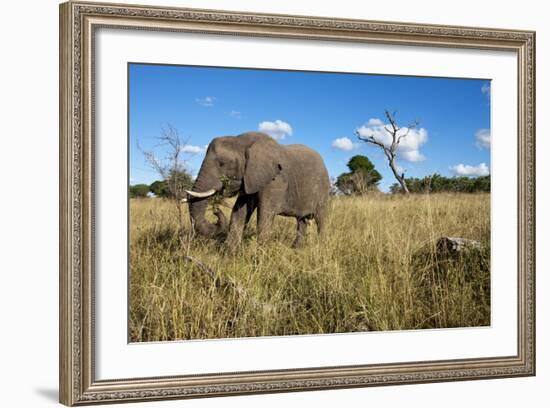 Elephant, Sabi Sabi Reserve, South Africa-Paul Souders-Framed Photographic Print