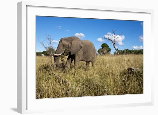 Elephant, Sabi Sabi Reserve, South Africa-Paul Souders-Framed Photographic Print