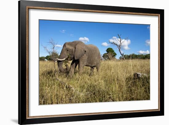 Elephant, Sabi Sabi Reserve, South Africa-Paul Souders-Framed Photographic Print