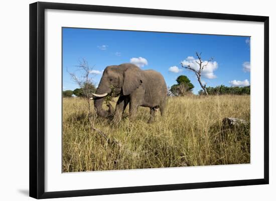 Elephant, Sabi Sabi Reserve, South Africa-Paul Souders-Framed Photographic Print