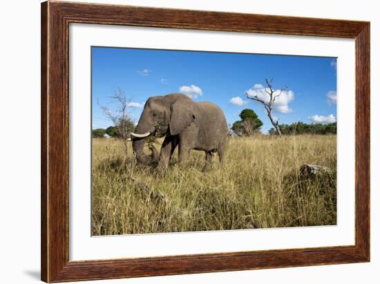 Elephant, Sabi Sabi Reserve, South Africa-Paul Souders-Framed Photographic Print