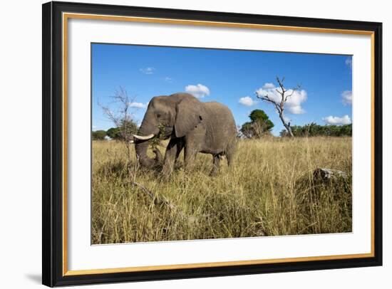 Elephant, Sabi Sabi Reserve, South Africa-Paul Souders-Framed Photographic Print