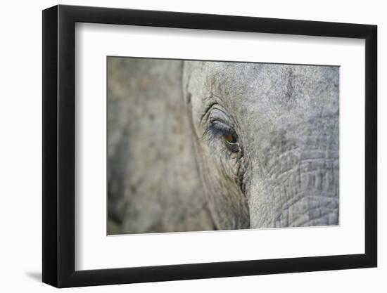 Elephant, Sabi Sabi Reserve, South Africa-Paul Souders-Framed Photographic Print