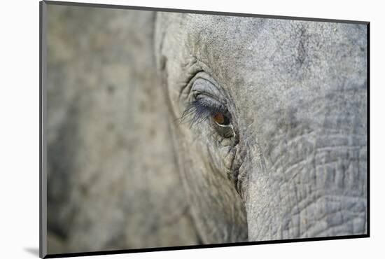Elephant, Sabi Sabi Reserve, South Africa-Paul Souders-Mounted Photographic Print