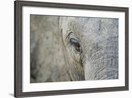 Elephant, Sabi Sabi Reserve, South Africa-Paul Souders-Framed Photographic Print