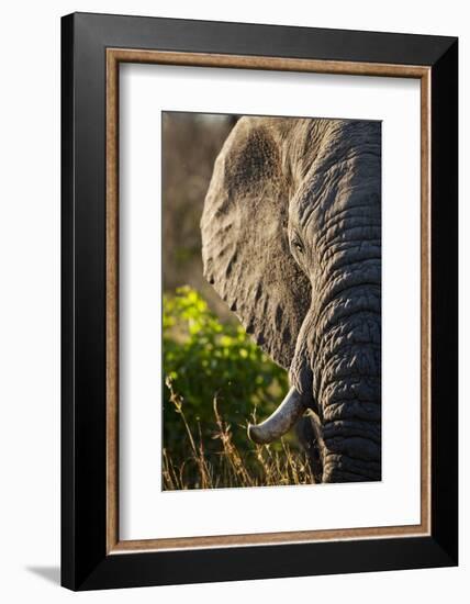 Elephant, Sabi Sabi Reserve, South Africa-null-Framed Photographic Print