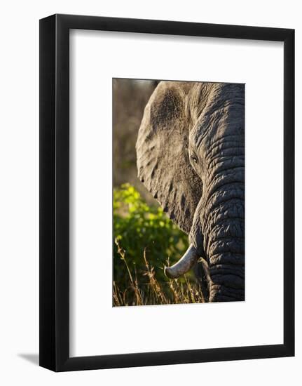 Elephant, Sabi Sabi Reserve, South Africa-null-Framed Photographic Print