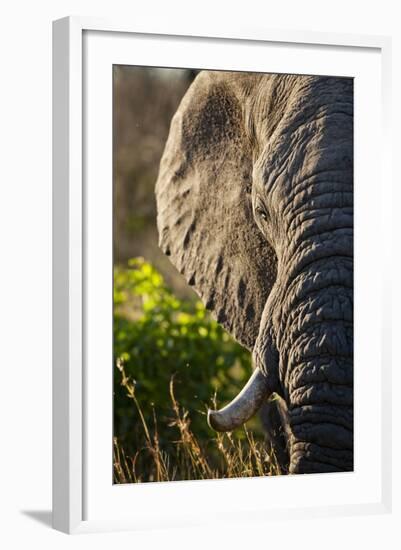 Elephant, Sabi Sabi Reserve, South Africa-null-Framed Photographic Print