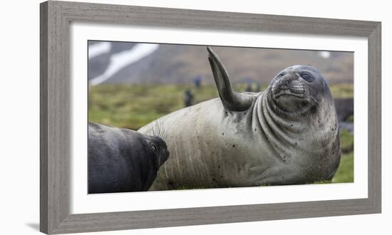 Elephant seal. Fortuna Bay, South Georgia Islands.-Tom Norring-Framed Photographic Print