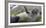 Elephant seal. Fortuna Bay, South Georgia Islands.-Tom Norring-Framed Photographic Print