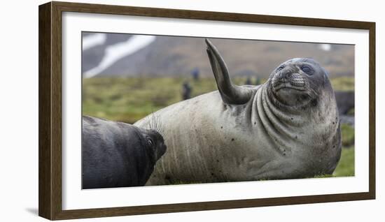 Elephant seal. Fortuna Bay, South Georgia Islands.-Tom Norring-Framed Photographic Print