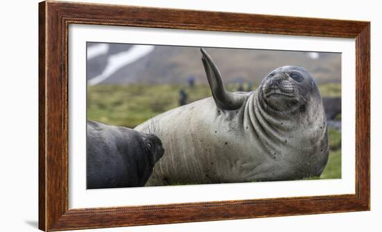 Elephant seal. Fortuna Bay, South Georgia Islands.-Tom Norring-Framed Photographic Print